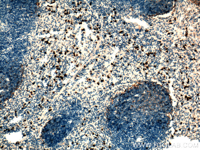 Cxcr2 Antibody in Immunohistochemistry (Paraffin) (IHC (P))