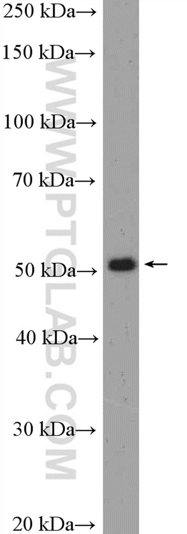 RUNX1 (N-terminal) Antibody in Western Blot (WB)