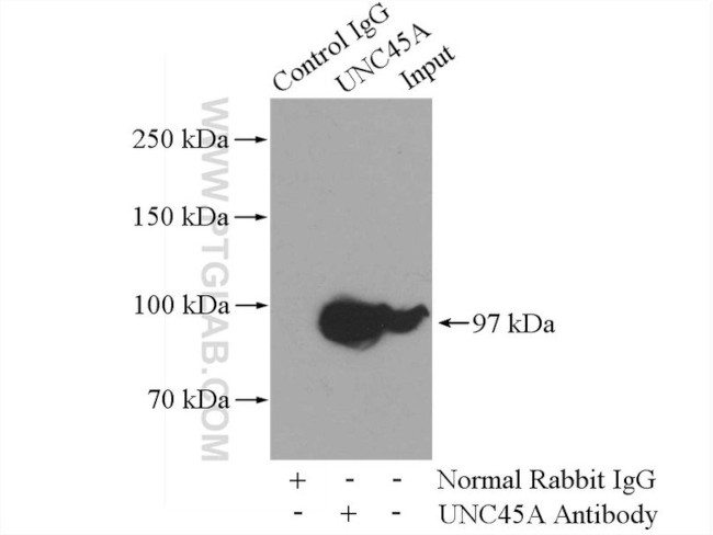 UNC45A Antibody in Immunoprecipitation (IP)