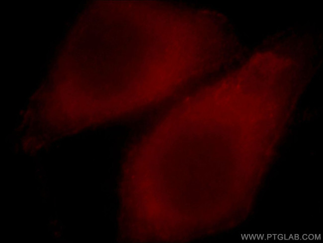 PGPEP1 Antibody in Immunocytochemistry (ICC/IF)