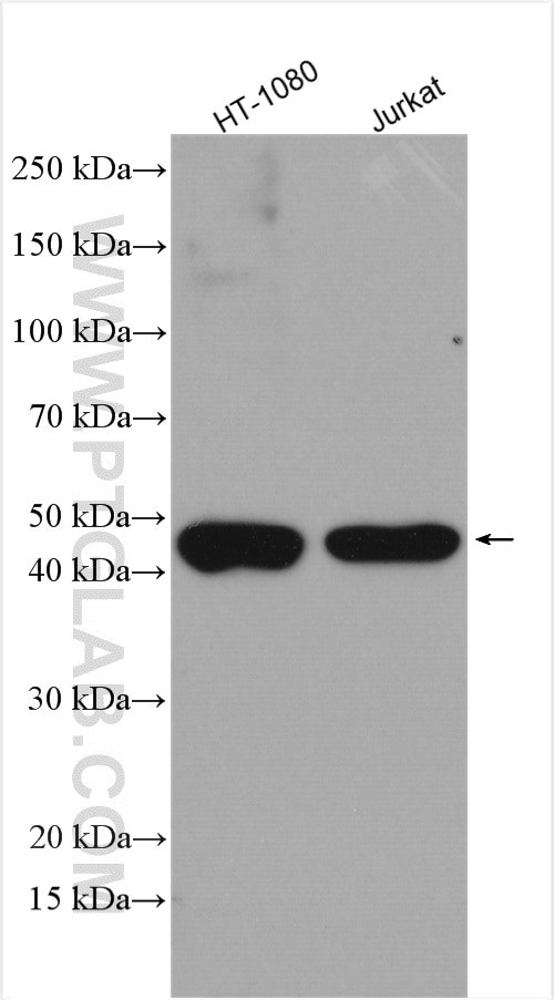 TRIP13 Antibody in Western Blot (WB)