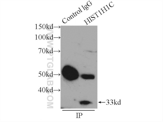 Histone H1.2 Antibody in Immunoprecipitation (IP)