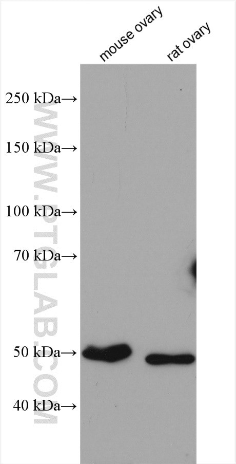 FOXL2 Antibody in Western Blot (WB)