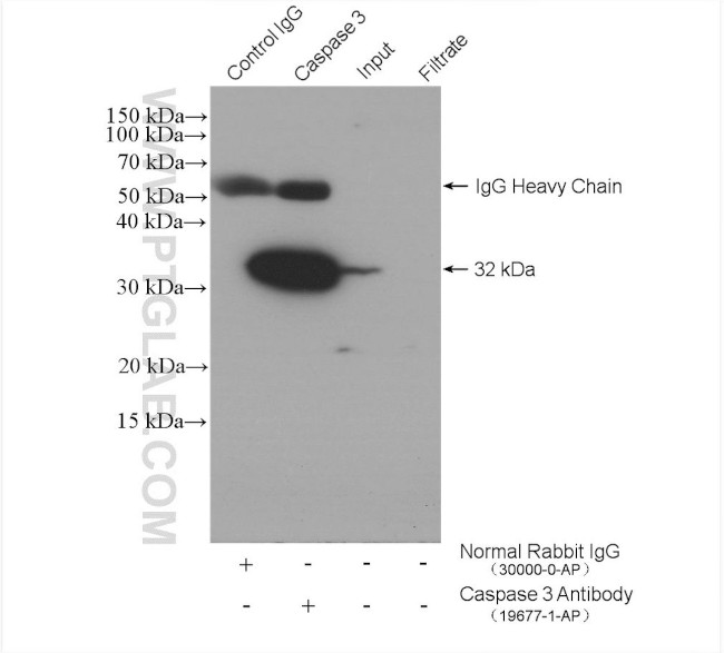 Caspase 3 Antibody in Immunoprecipitation (IP)