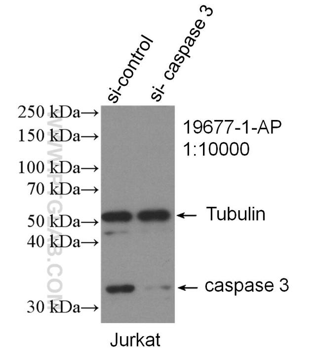 Caspase 3 Antibody in Western Blot (WB)