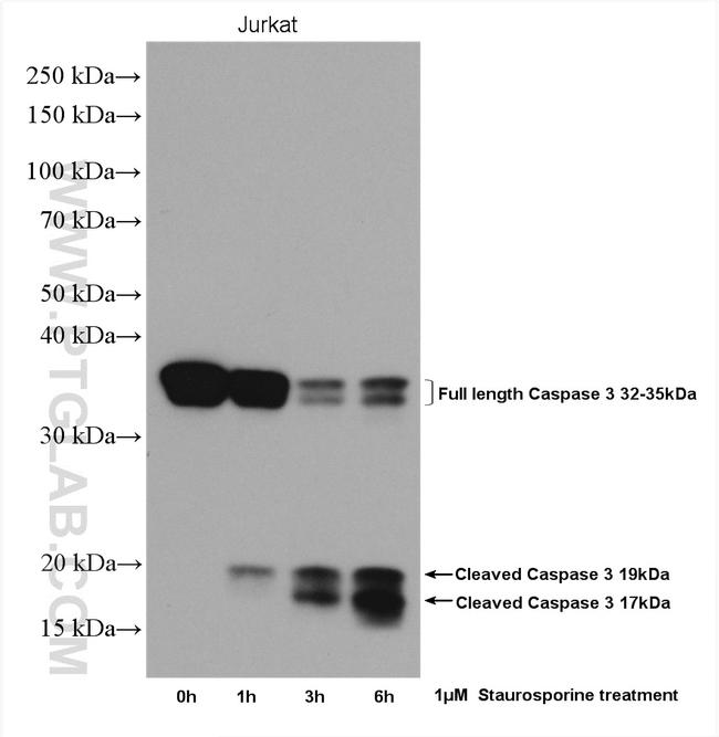 Caspase 3 Antibody in Western Blot (WB)