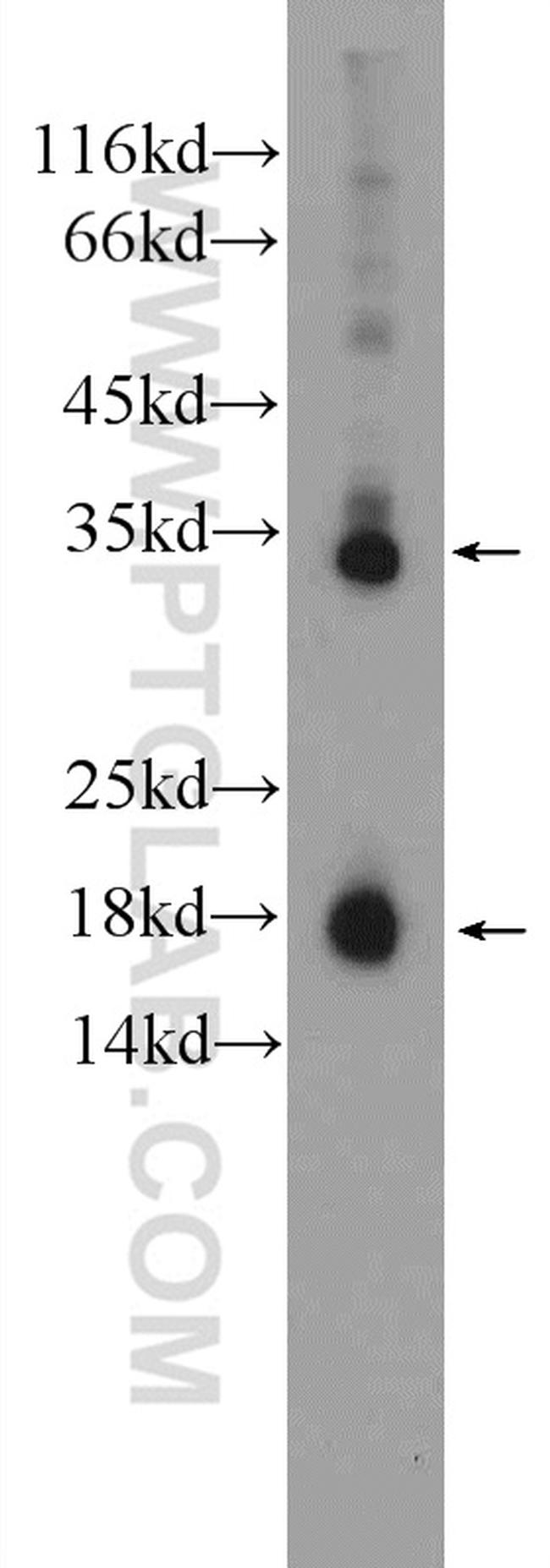 Caspase 3 Antibody in Western Blot (WB)