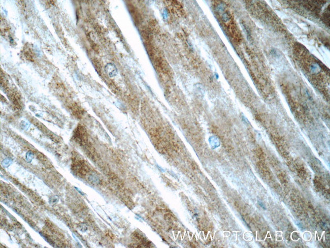 BAI2 Antibody in Immunohistochemistry (Paraffin) (IHC (P))