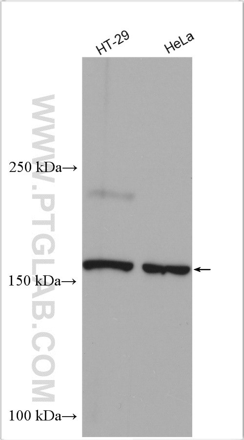 Jagged 2 Antibody in Western Blot (WB)