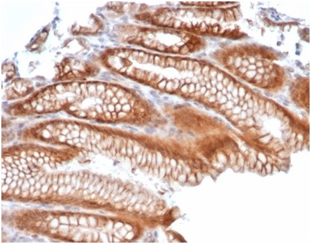 Reelin Antibody in Immunohistochemistry (Paraffin) (IHC (P))