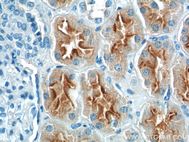 LRP2 Antibody in Immunohistochemistry (Paraffin) (IHC (P))