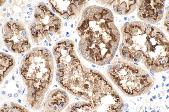 LRP2 Antibody in Immunohistochemistry (Paraffin) (IHC (P))