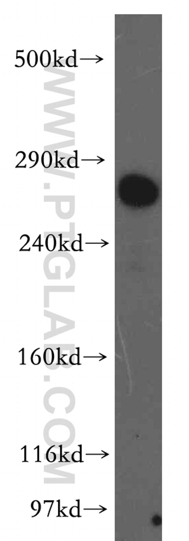 LRP2 Antibody in Western Blot (WB)