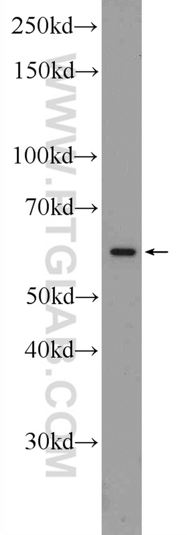 SPAG4 Antibody in Western Blot (WB)