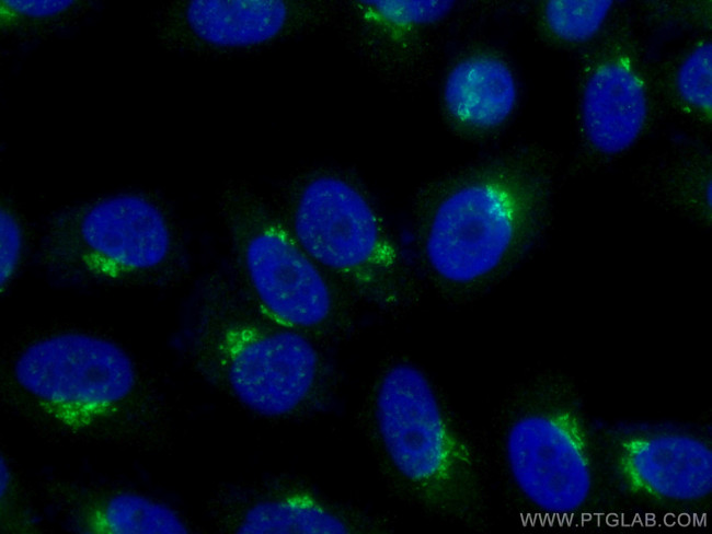 TMF1 Antibody in Immunocytochemistry (ICC/IF)