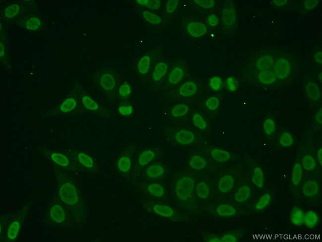 TMF1 Antibody in Immunocytochemistry (ICC/IF)