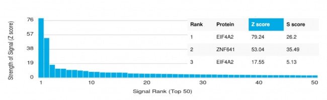 EIF4A2 (Eukaryotic Initiation Factor 4A-II) Antibody in Peptide array (ARRAY)