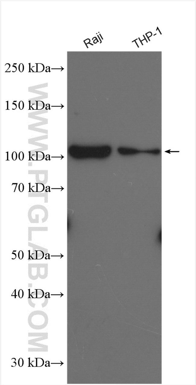 NLRP3 Antibody in Western Blot (WB)