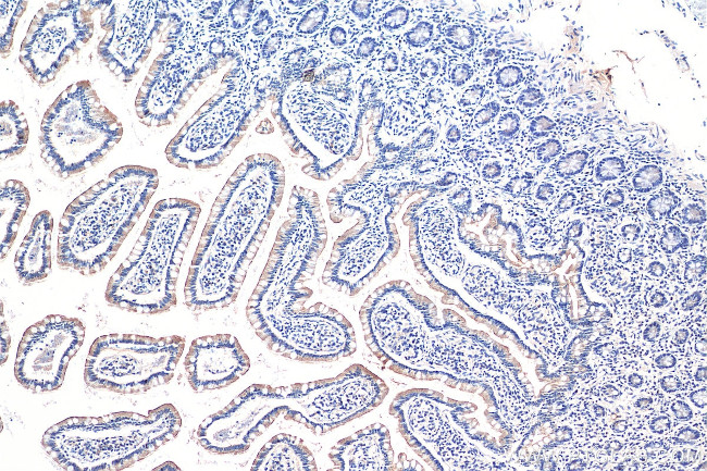 TLR5 Antibody in Immunohistochemistry (Paraffin) (IHC (P))