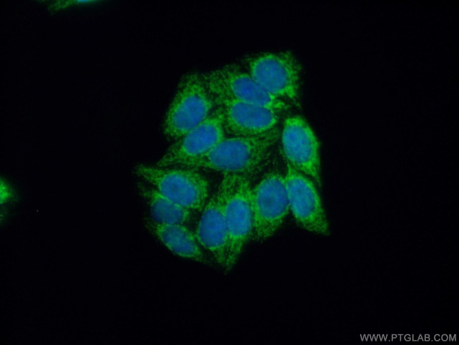 HADH Antibody in Immunocytochemistry (ICC/IF)