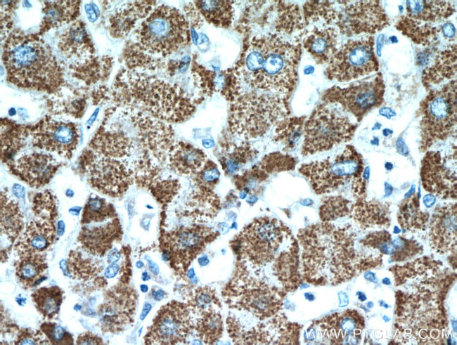 HADH Antibody in Immunohistochemistry (Paraffin) (IHC (P))