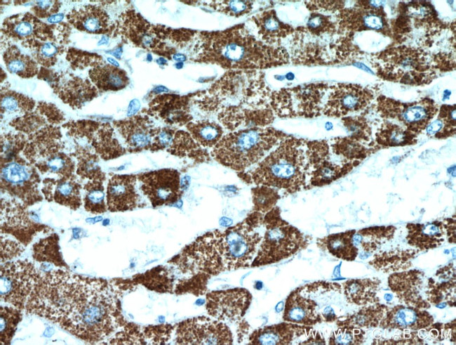 HADH Antibody in Immunohistochemistry (Paraffin) (IHC (P))