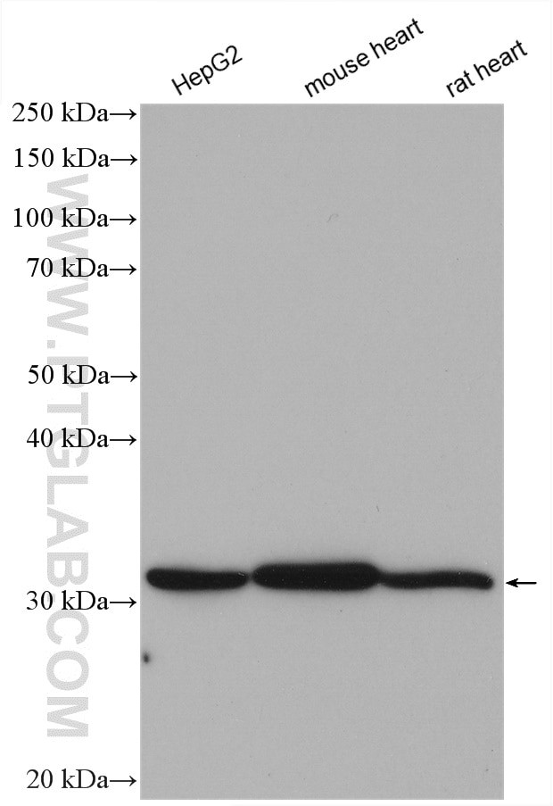 HADH Antibody in Western Blot (WB)