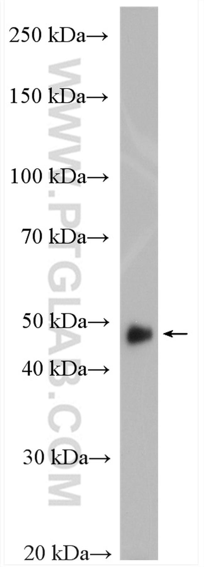 TXNDC5 Antibody in Western Blot (WB)