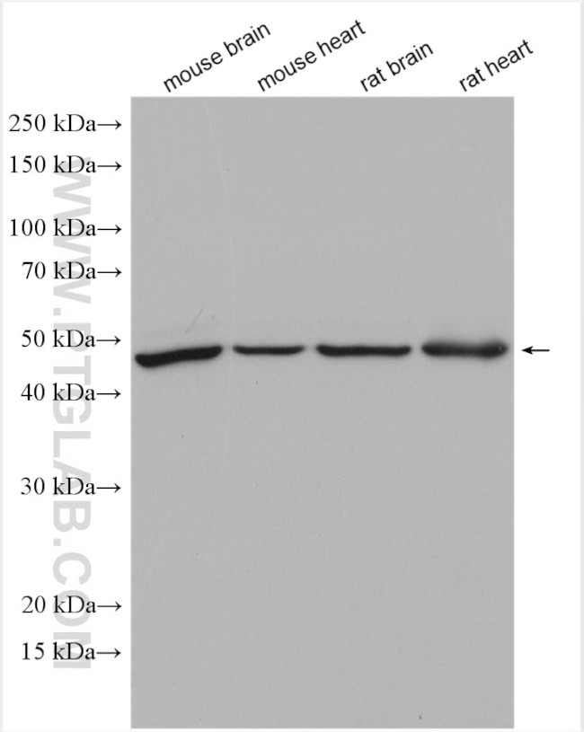 UBAC1 Antibody in Western Blot (WB)