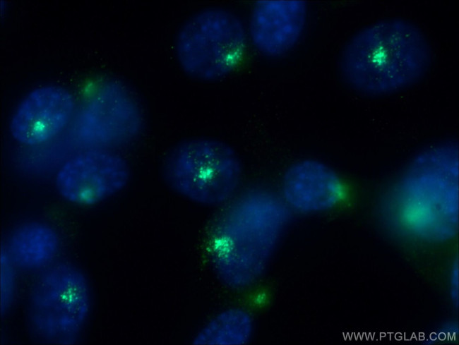 PCM1 Antibody in Immunocytochemistry (ICC/IF)