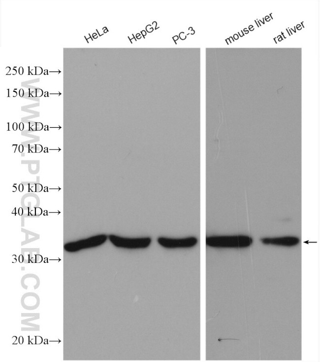 Spermidine synthase Antibody in Western Blot (WB)