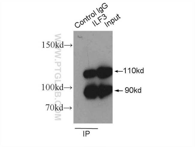 ILF3 Antibody in Immunoprecipitation (IP)