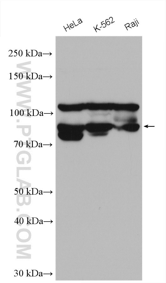 ILF3 Antibody in Western Blot (WB)