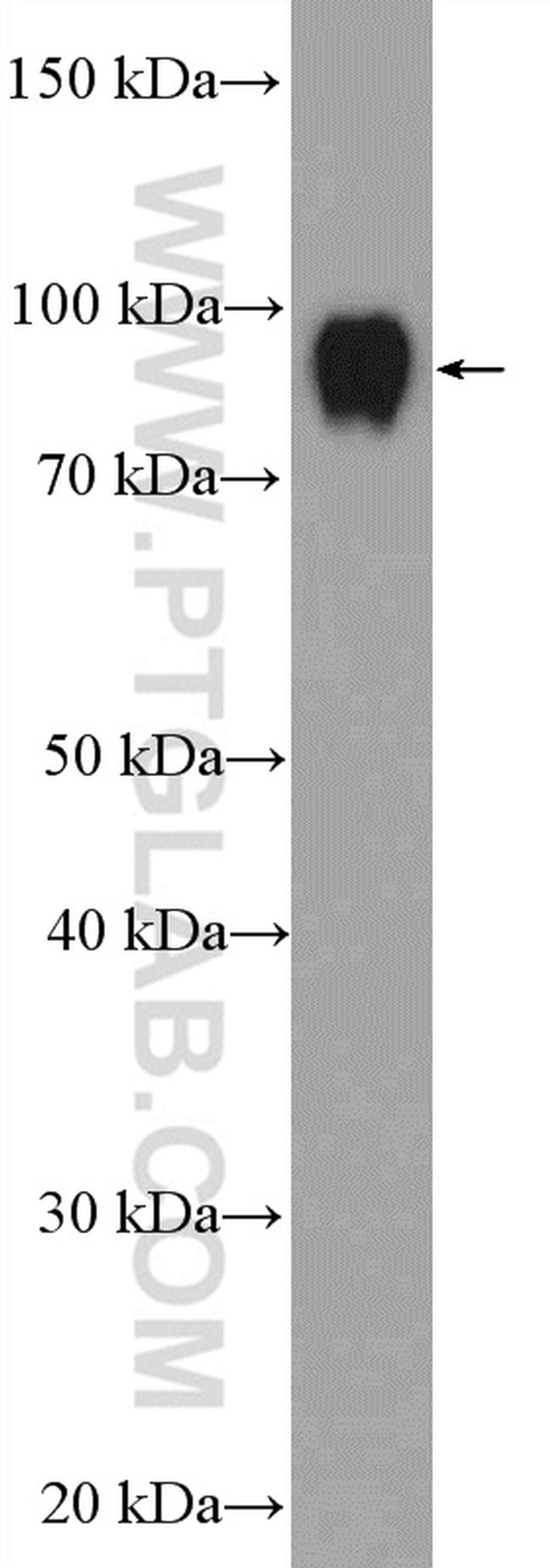 ILF3 Antibody in Western Blot (WB)