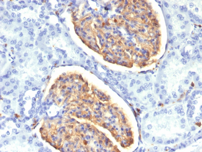 AIF1/Iba1 Antibody in Immunohistochemistry (Paraffin) (IHC (P))