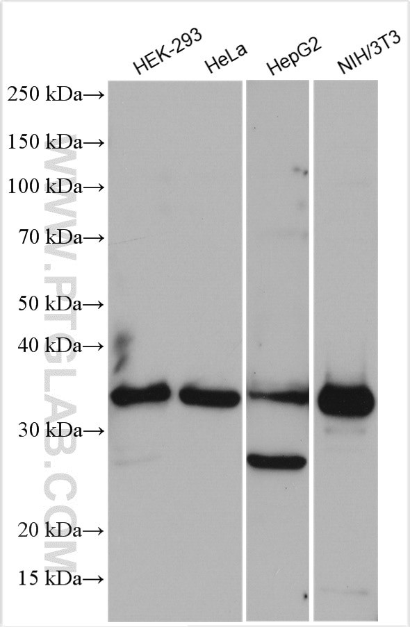 GULP1 Antibody in Western Blot (WB)