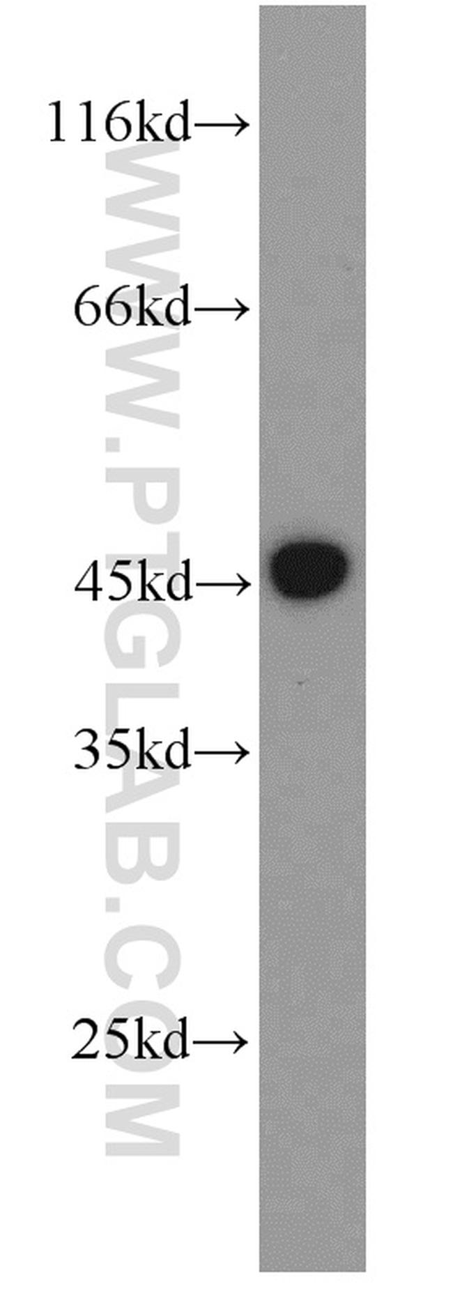 GULP1 Antibody in Western Blot (WB)