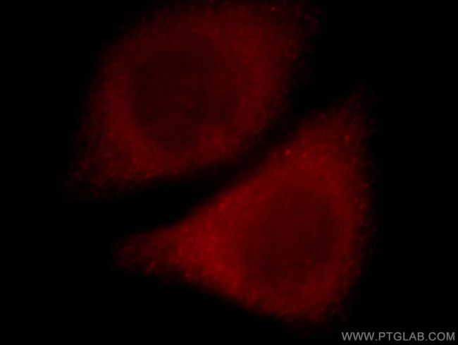 SLC10A3 Antibody in Immunocytochemistry (ICC/IF)