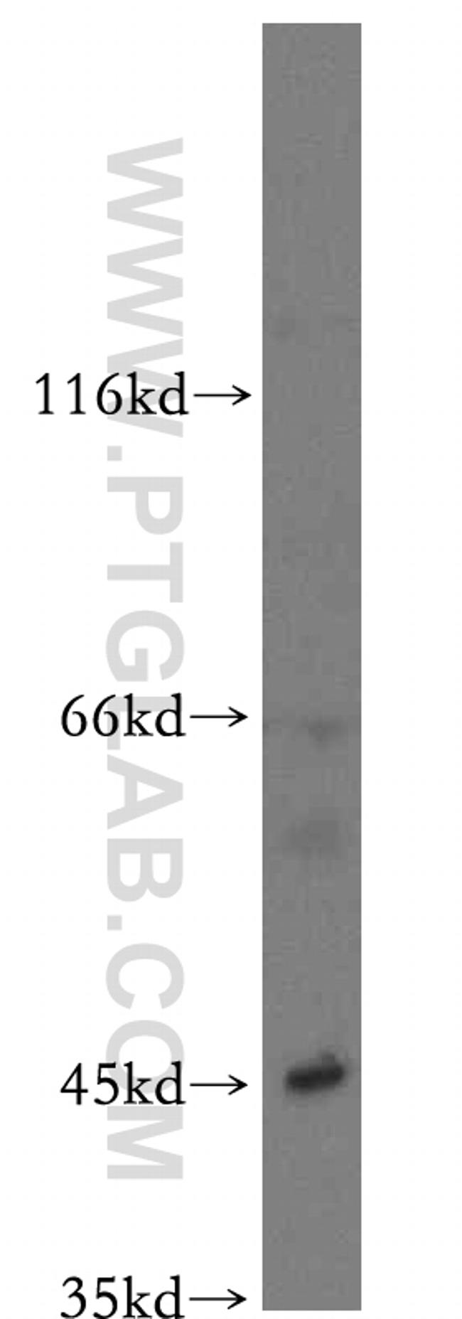 MRI1 Antibody in Western Blot (WB)