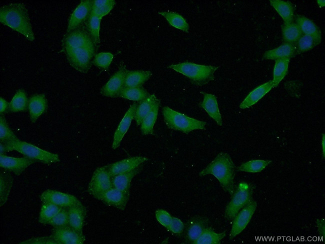 CYP1A2 Antibody in Immunocytochemistry (ICC/IF)