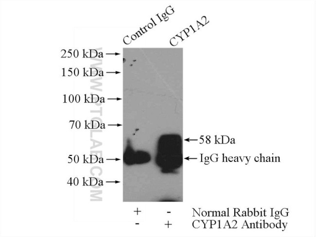 CYP1A2 Antibody in Immunoprecipitation (IP)