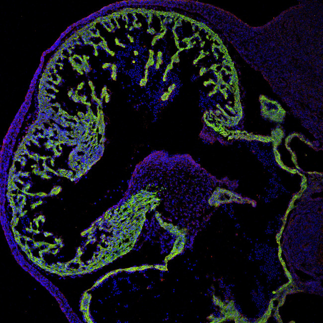 ERBB4 Antibody in Immunohistochemistry (Frozen) (IHC (F))