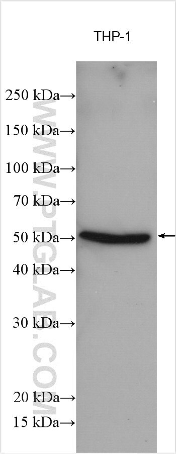 FFAR2 Antibody in Western Blot (WB)