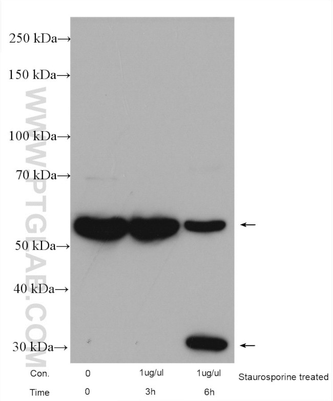 PAK2 Antibody in Western Blot (WB)