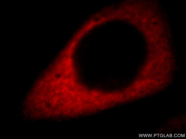 LDHA Antibody in Immunocytochemistry (ICC/IF)