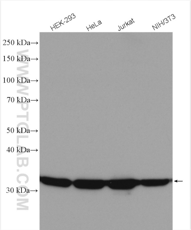 LDHA Antibody in Western Blot (WB)