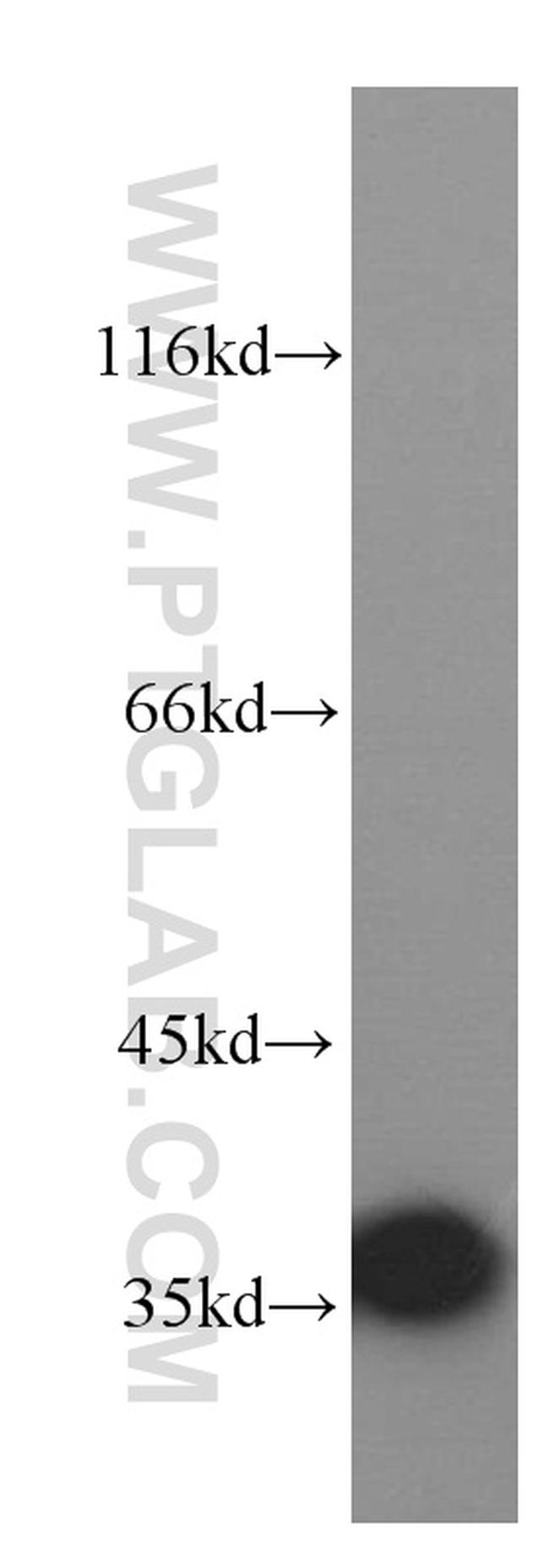 LDHA Antibody in Western Blot (WB)