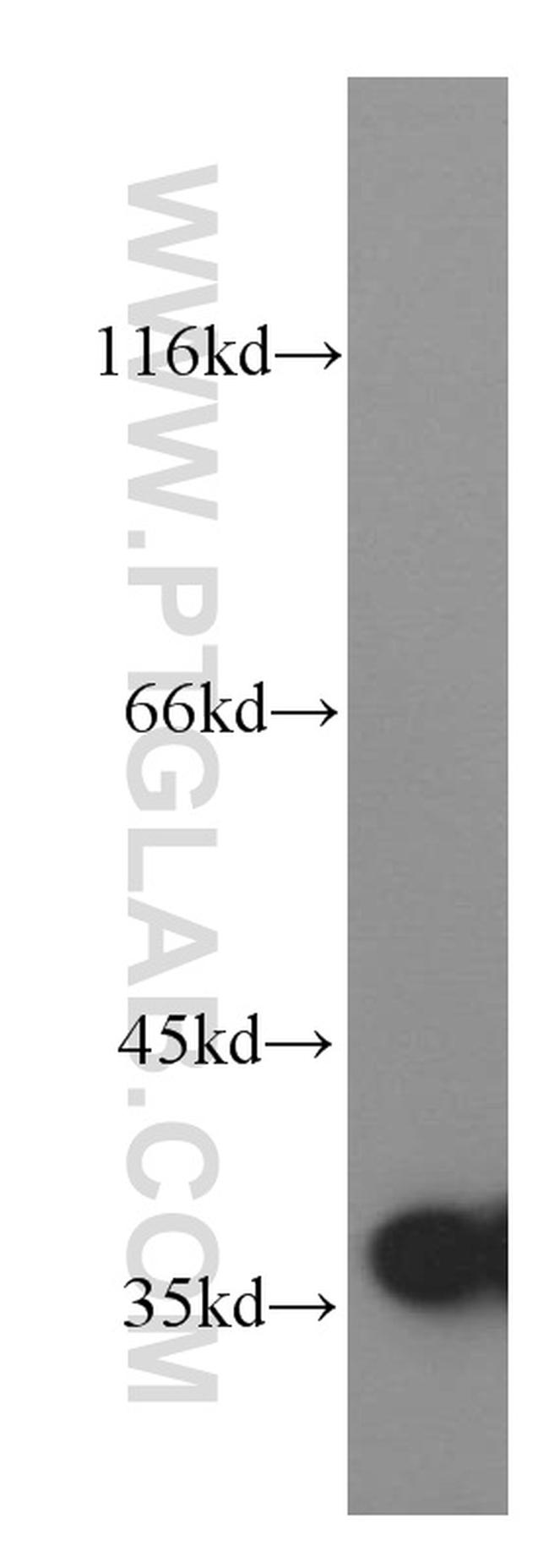 LDHA Antibody in Western Blot (WB)