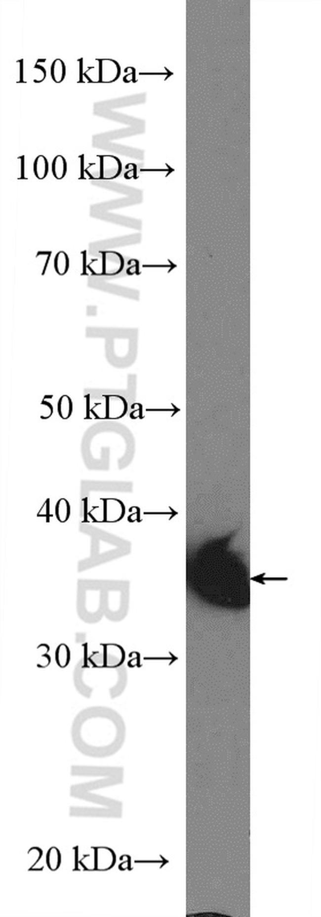 LDHB Antibody in Western Blot (WB)