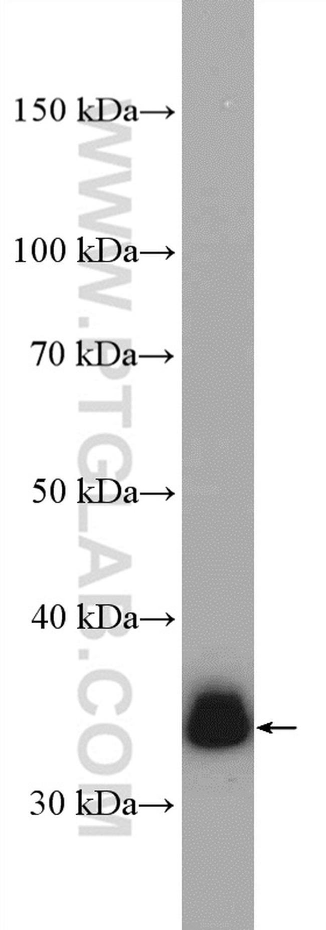 LDHB Antibody in Western Blot (WB)